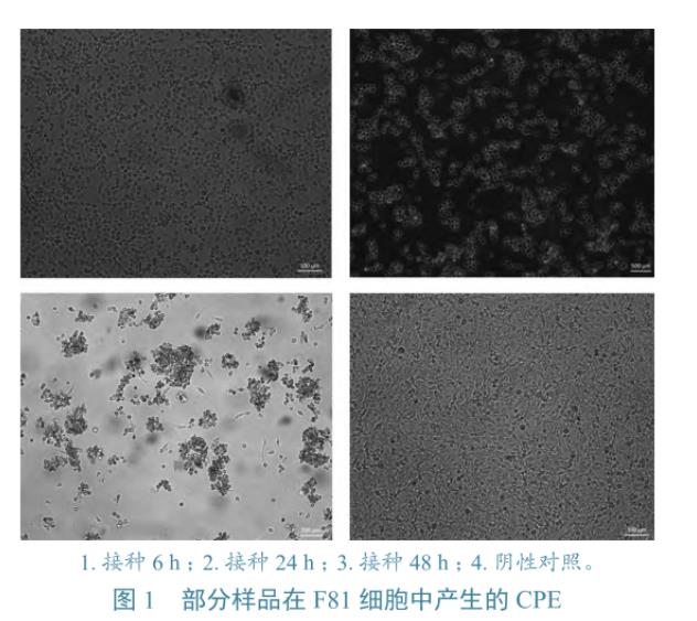 貓上呼吸道疾病病例中FCV、FHV-1和FIV分離、鑒定及gB基因同源性分析——材料與方法