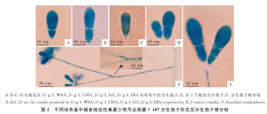 捕食線(xiàn)蟲(chóng)性真菌少孢節(jié)叢孢菌不同分離株在4種培養(yǎng)基的生長(zhǎng)速度研究（二）