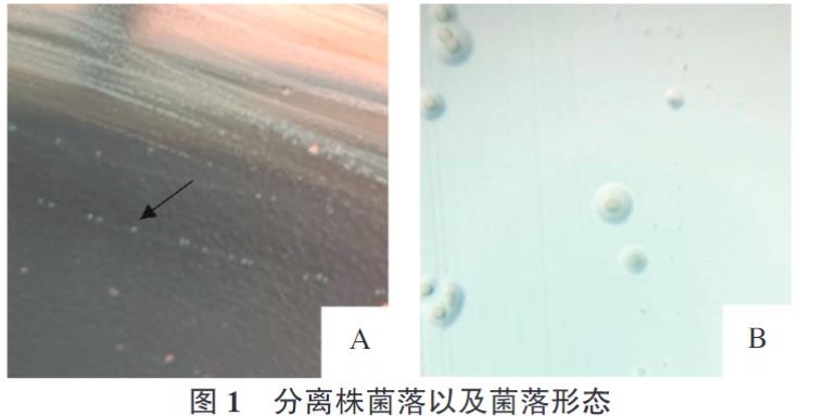 牛支原體分離株YJ-22的分離鑒定、生長特性、致病性及免疫原性研究（一）