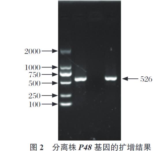 牛支原體分離株YJ-22的分離鑒定、生長特性、致病性及免疫原性研究（二）