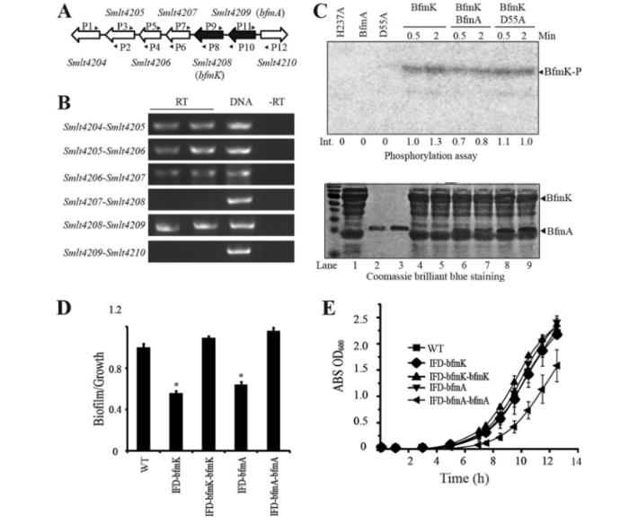 微生物生長曲線分析儀監(jiān)測嗜麥芽寡養(yǎng)單胞菌及其突變體在NYG培養(yǎng)基中的生長情況