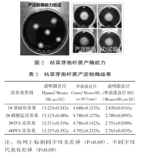 不同磷源下枯草芽孢桿菌固體、液體培養(yǎng)試驗及產(chǎn)酶能力分析