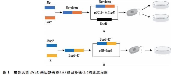 BspE 基因缺失對牛種布魯氏菌體外生長、胞內(nèi)生存、黏附能力的影響（二）