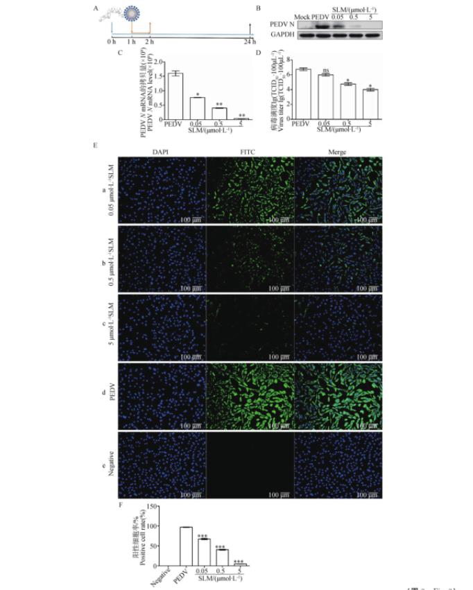 豬流行性腹瀉病毒生長(zhǎng)曲線的測(cè)定及鹽霉素對(duì)其抑制效果（三）