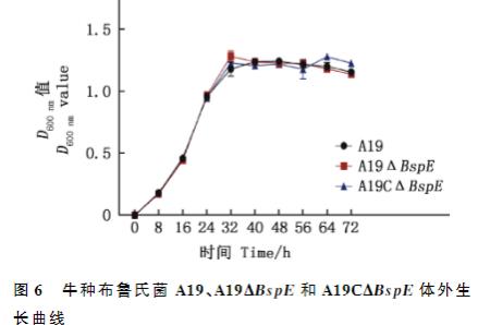 BspE 基因缺失對(duì)牛種布魯氏菌體外生長(zhǎng)、胞內(nèi)生存、黏附能力的影響（三）