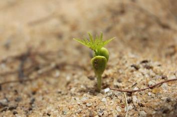 根際微生物可促進(jìn)植物生長(zhǎng)、導(dǎo)植物產(chǎn)生系統(tǒng)抗性