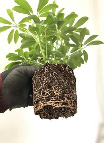 植物生長(zhǎng)代謝、生物脅迫、非生物脅迫對(duì)根際微生物組的影響