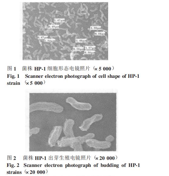 光合細(xì)菌菌株HP-1生長曲線、甲胺磷耐受能力、降解能力測(cè)定（一）