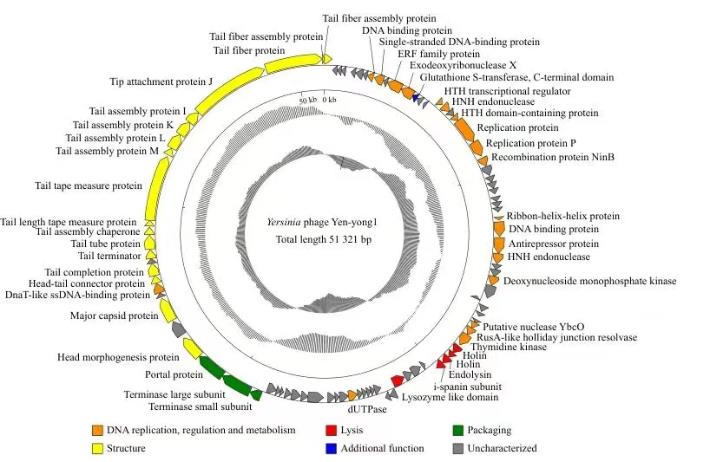 小腸結(jié)腸炎耶爾森氏菌烈性噬菌體分離鑒定、生長曲線及應(yīng)用潛力——材料與方法