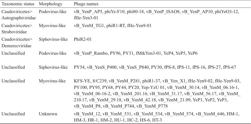 小腸結(jié)腸炎耶爾森氏菌烈性噬菌體分離鑒定、生長(zhǎng)曲線及應(yīng)用潛力——討論與結(jié)論