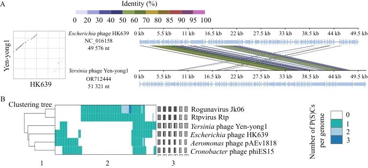 小腸結(jié)腸炎耶爾森氏菌烈性噬菌體分離鑒定、生長曲線及應(yīng)用潛力——結(jié)果與分析01