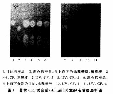赤蘚糖醇產(chǎn)生菌誘變育種方法——紫外誘變處理（一）
