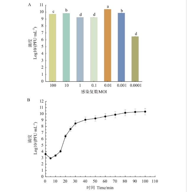 大腸埃希菌的噬菌體DK-13生物學(xué)特性及對(duì)污染豬肉的殺菌作用（二）