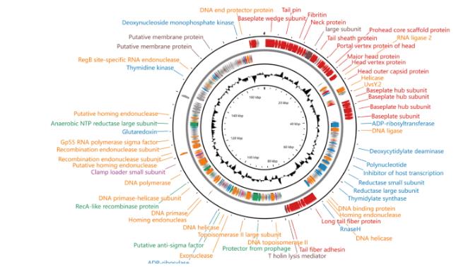 大腸埃希菌的噬菌體DK-13生物學(xué)特性及對(duì)污染豬肉的殺菌作用（三）