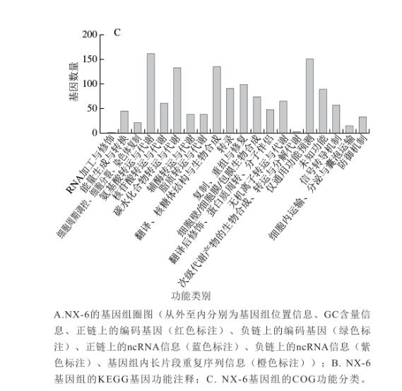 動(dòng)物雙歧桿菌NX-6生長(zhǎng)曲線測(cè)定、斑馬魚降脂功效實(shí)驗(yàn)及促進(jìn)脂肪代謝機(jī)制研究（二）