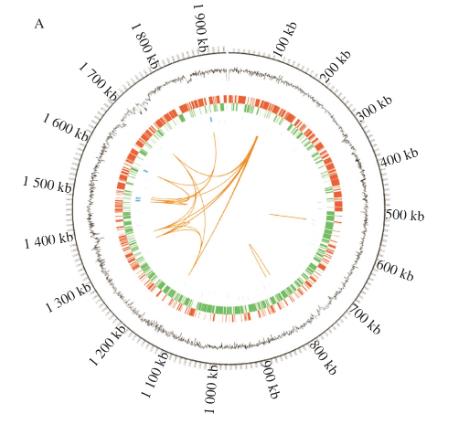 動(dòng)物雙歧桿菌NX-6生長(zhǎng)曲線測(cè)定、斑馬魚降脂功效實(shí)驗(yàn)及促進(jìn)脂肪代謝機(jī)制研究（一）