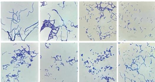 高產(chǎn)蛋白酶乳酸桿菌高效篩選方法、生長(zhǎng)曲線測(cè)定及耐受能力分析（一）