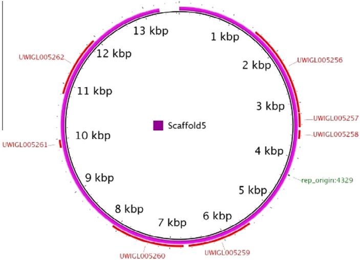 微生物生長(zhǎng)曲線分析儀首次記錄蠟樣芽孢桿菌在太空飛行期間各種變化