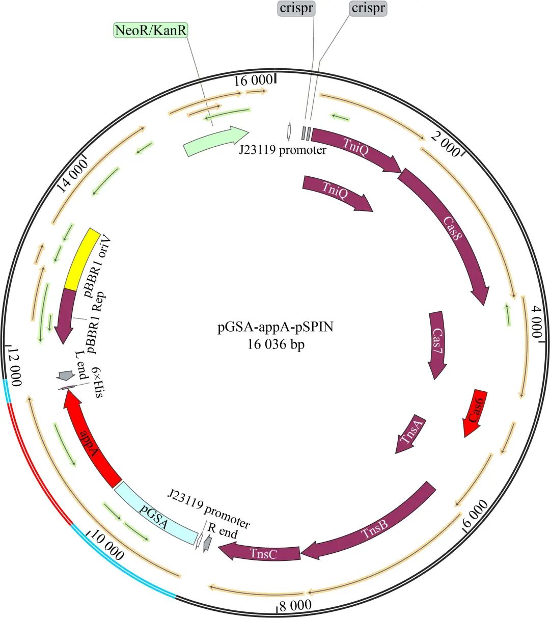 植酸酶基因修飾的土著細(xì)菌實(shí)現(xiàn)水解黑土植酸并提高有效磷含量——摘要、簡(jiǎn)介