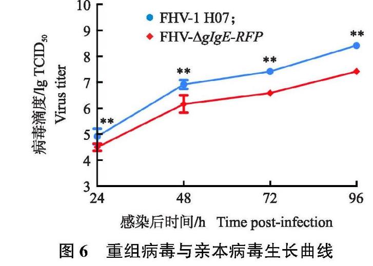 貓皰疹病毒Ⅰ型gIgE基因缺失毒株一步生長(zhǎng)曲線(xiàn)及生物學(xué)特性研究——結(jié)果與分析、討論