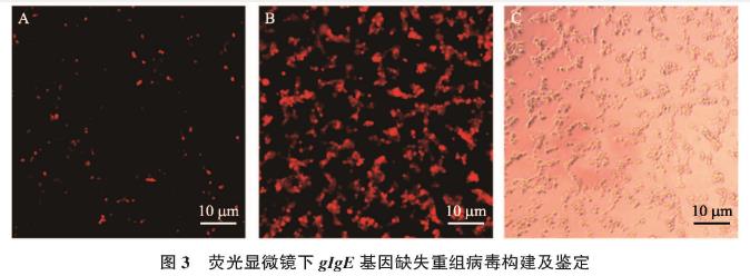 貓皰疹病毒Ⅰ型gIgE基因缺失毒株一步生長(zhǎng)曲線(xiàn)及生物學(xué)特性研究——材料與方法