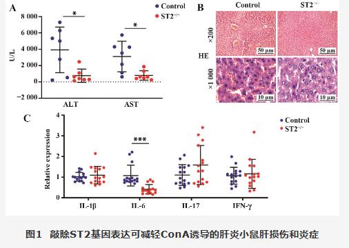 敲除ST2表達(dá)對(duì)ConA誘導(dǎo)的自身免疫性肝炎（AIH）小鼠腸道菌群的影響（二）