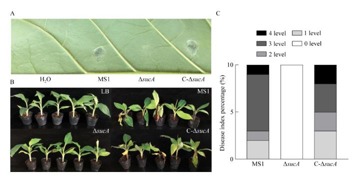 香蕉細(xì)菌性軟腐病菌sucA基因突變對(duì)細(xì)菌生長(zhǎng)、毒力的影響——討論、結(jié)論