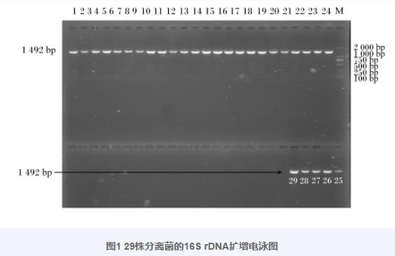 羊瘤胃分離乳酸菌生長(zhǎng)曲線(xiàn)、產(chǎn)酸曲線(xiàn)測(cè)定及對(duì)金黃色葡萄球菌抑制作用（一）