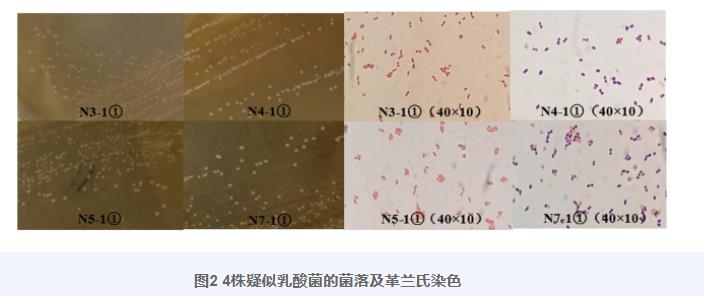 羊瘤胃分離乳酸菌生長(zhǎng)曲線(xiàn)、產(chǎn)酸曲線(xiàn)測(cè)定及對(duì)金黃色葡萄球菌抑制作用（二）