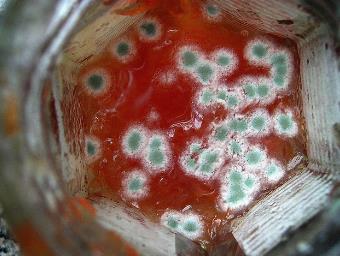 通過食源性食物中毒，了解微生物的生長、繁殖四個(gè)階段