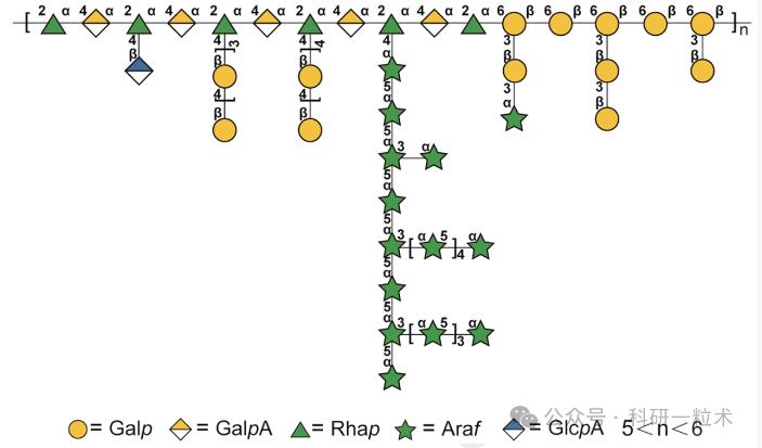 卷丹百合花中分離出的果膠多糖可促進(jìn)人腸道雙歧桿菌生長（二）