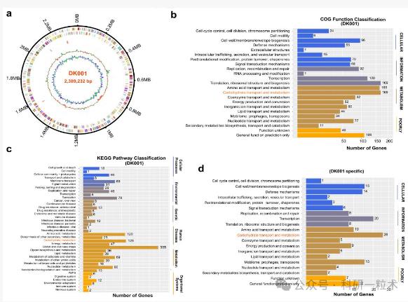 卷丹百合花中分離出的果膠多糖可促進(jìn)人腸道雙歧桿菌生長（四）