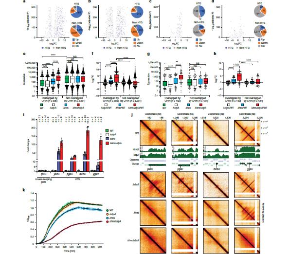 Micro-C染色體構象捕獲大腸桿菌類核的三維基因結構（下）