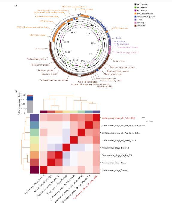 水稻黃單胞菌噬菌體最佳MOI (A)、一步生長(zhǎng)曲線、耐受性測(cè)定及基因組分析（四）