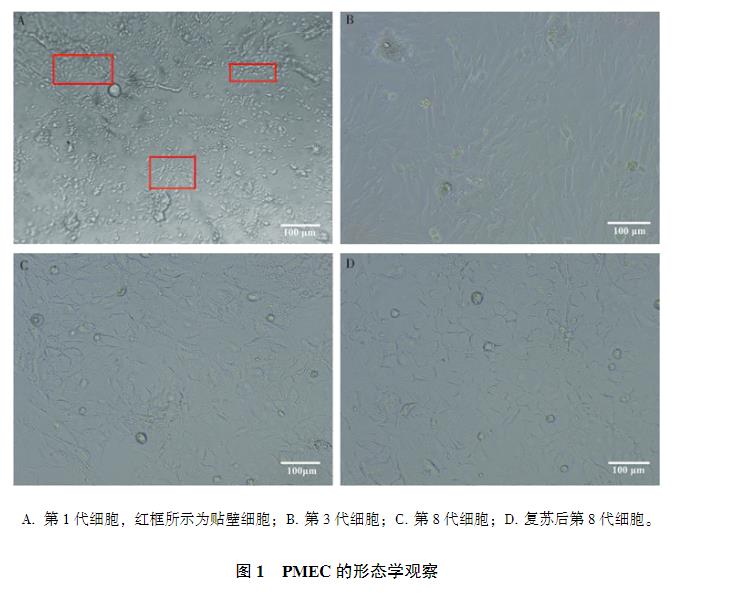 豬乳腺上皮細(xì)胞原代培養(yǎng)方法、生長(zhǎng)曲線測(cè)定、IFA、PCR、免疫印跡試驗(yàn)鑒定（一）