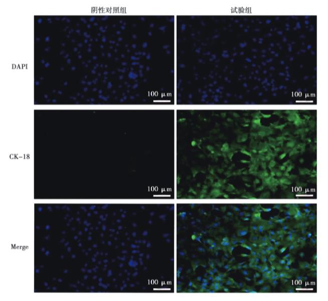 豬乳腺上皮細(xì)胞原代培養(yǎng)方法、生長(zhǎng)曲線測(cè)定、IFA、PCR、免疫印跡試驗(yàn)鑒定（三）