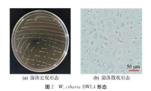生長(zhǎng)曲線分析儀研究食竇魏斯氏菌生物學(xué)共性及抑菌譜特性（二）