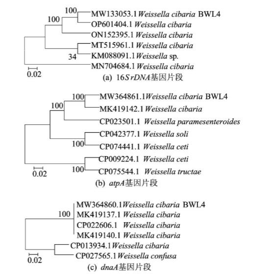 生長(zhǎng)曲線分析儀研究食竇魏斯氏菌生物學(xué)共性及抑菌譜特性（一）