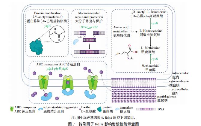 乳酸乳球菌F44生長(zhǎng)曲線、pH曲線、酸耐受、Nisin耐受和Nisin效價(jià)（四）
