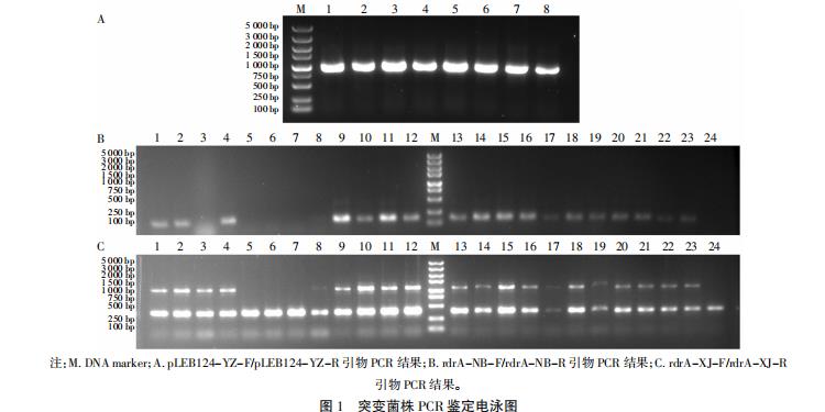 乳酸乳球菌F44生長(zhǎng)曲線、pH曲線、酸耐受、Nisin耐受和Nisin效價(jià)（二）