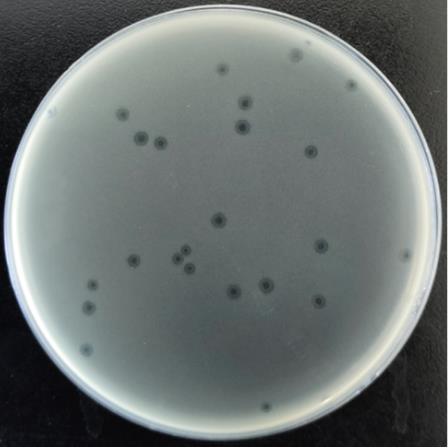 枯草芽孢桿菌噬菌體PJNB028一步生長(zhǎng)曲線、熱、PH、紫外線照射穩(wěn)定性研究（一）