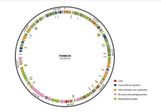枯草芽孢桿菌噬菌體PJNB028一步生長(zhǎng)曲線、熱、PH、紫外線照射穩(wěn)定性研究（二）