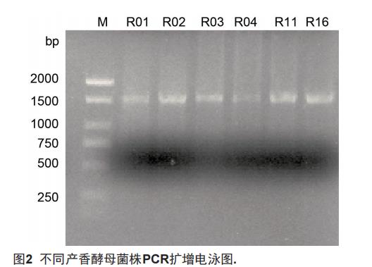 產(chǎn)香酵母篩選、生長(zhǎng)曲線、耐受性及與釀酒酵母混菌發(fā)酵果酒的感官評(píng)價(jià)——摘要