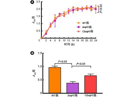肺炎克雷伯菌vgrG基因缺失株構(gòu)建、體外生長能力測定（三）