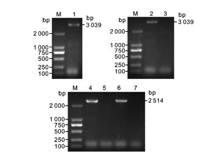肺炎克雷伯菌vgrG基因缺失株構(gòu)建、體外生長能力測定（二）
