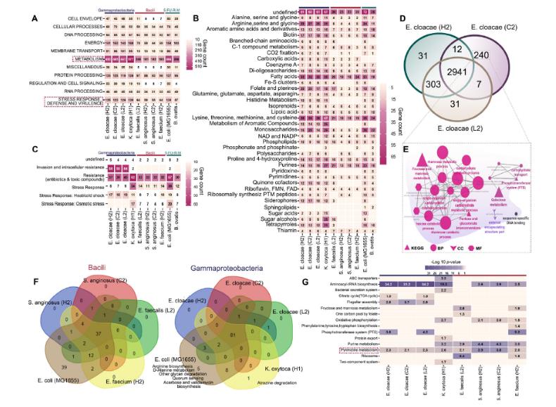 全自動生長曲線分析儀應(yīng)用-胰腺腫瘤細(xì)菌的生存機(jī)制及其代謝化療藥物的能力（二）