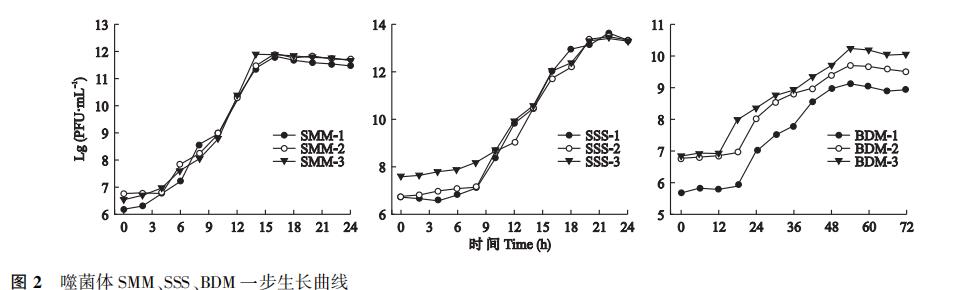 豆科作物根瘤菌噬菌體形態(tài)結(jié)構(gòu)、生長(zhǎng)曲線及生物學(xué)特性（三）