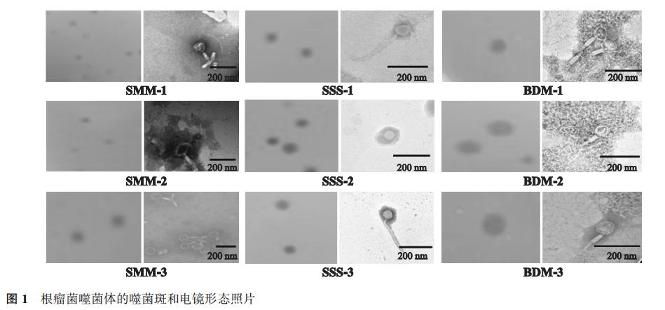 豆科作物根瘤菌噬菌體形態(tài)結(jié)構(gòu)、生長曲線及生物學(xué)特性（一）