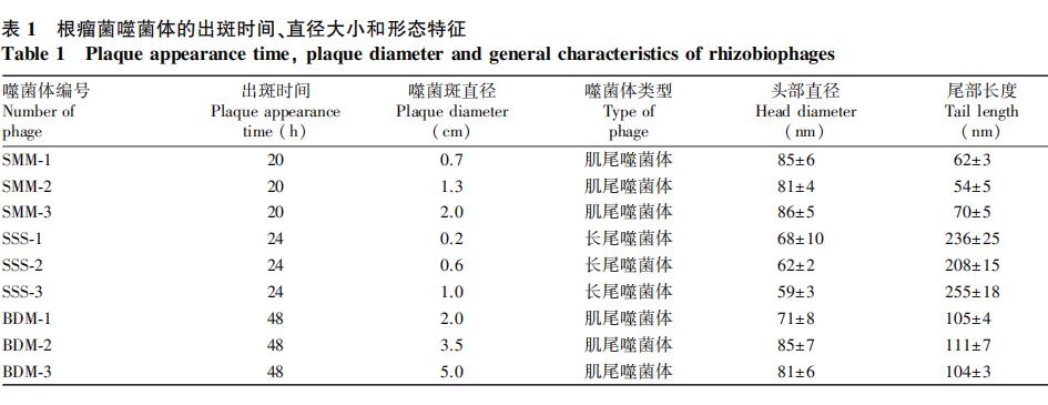 豆科作物根瘤菌噬菌體形態(tài)結(jié)構(gòu)、生長曲線及生物學(xué)特性（二）