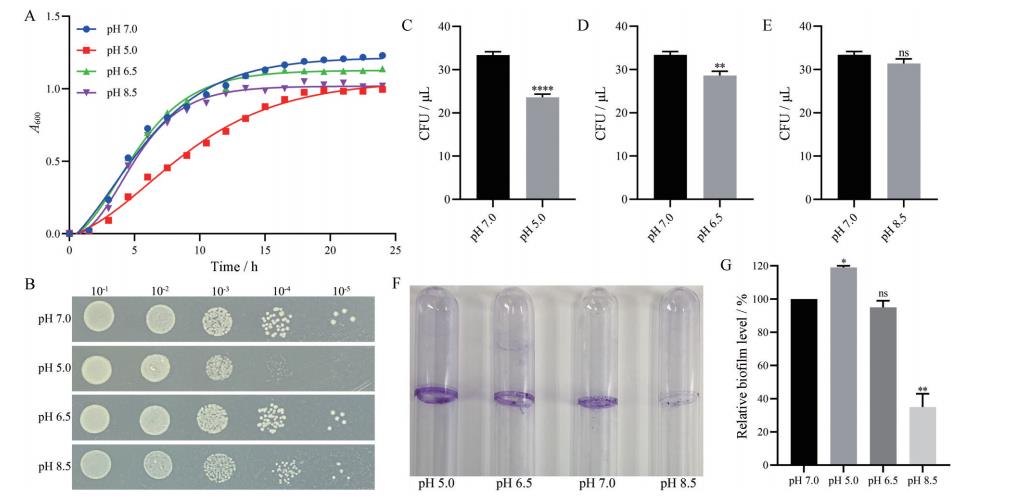 不同溫度、pH值及H?O?作用下減毒沙門氏菌生長(zhǎng)曲線及細(xì)菌生物膜的形成——討論